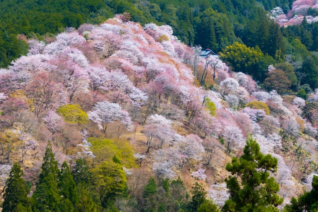 吉野山和高野山櫻花2日火車巴士之旅（大阪出發）