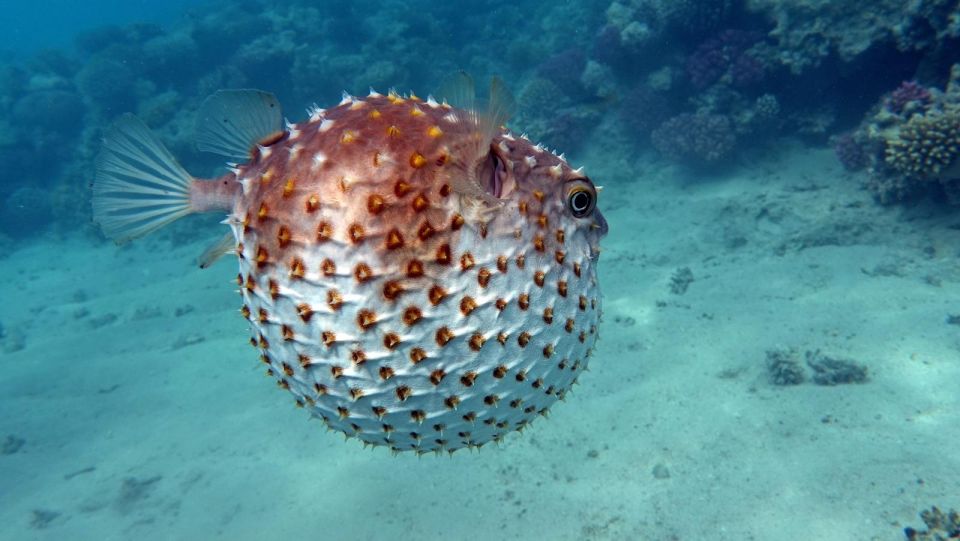 阿拉姆港浮潛體驗（海牛和海龜）