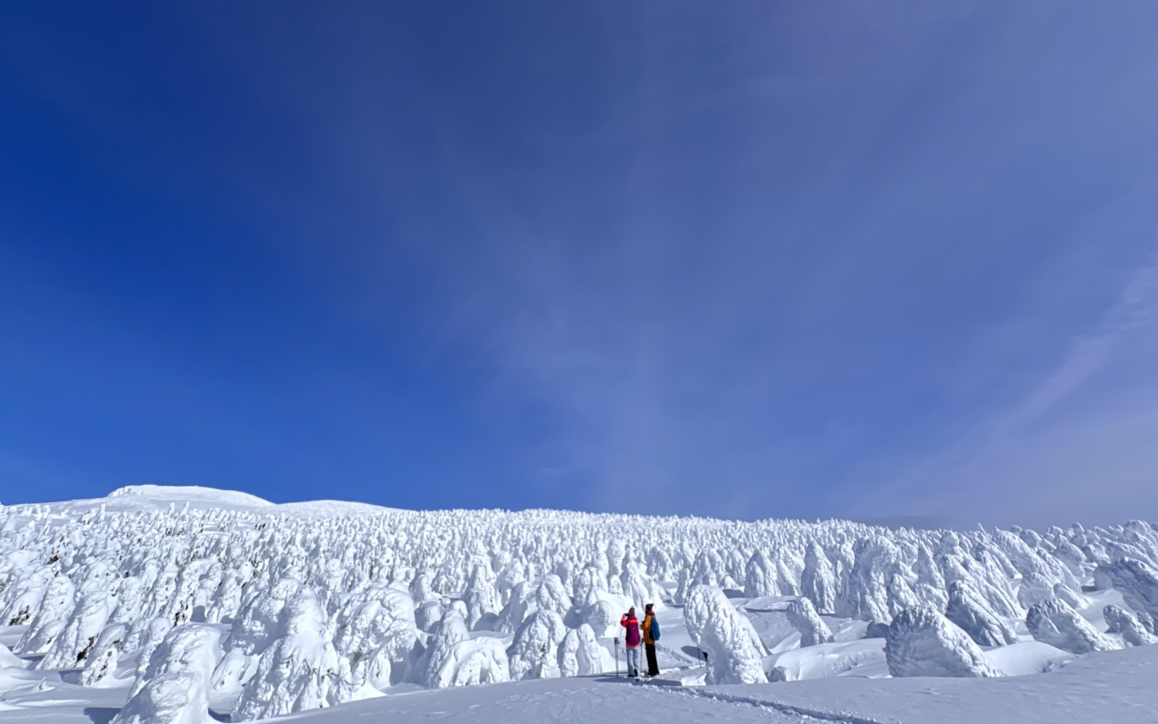 Zao Snow Monster Forest Half-Day Winter Nature Experience