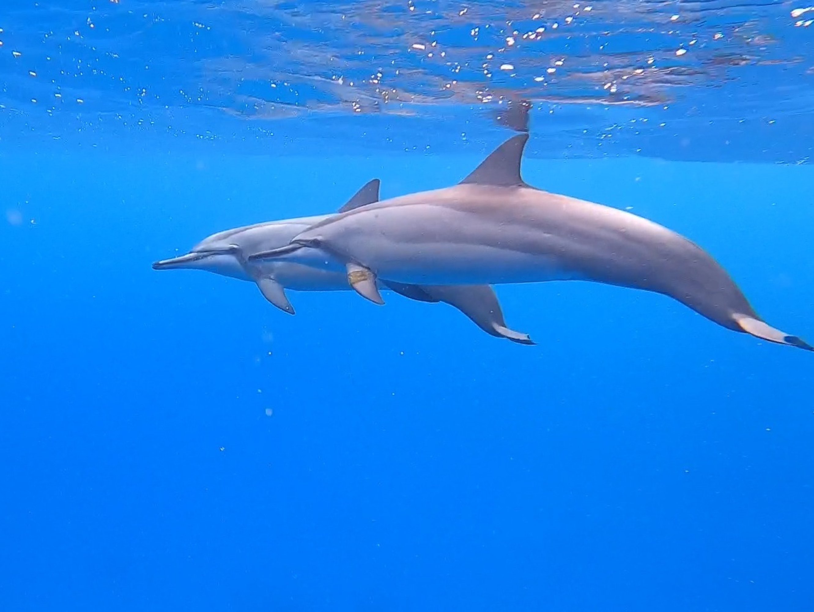 Hearts full and cameras bursting after an unforgettable Waikiki sea adventure experience
