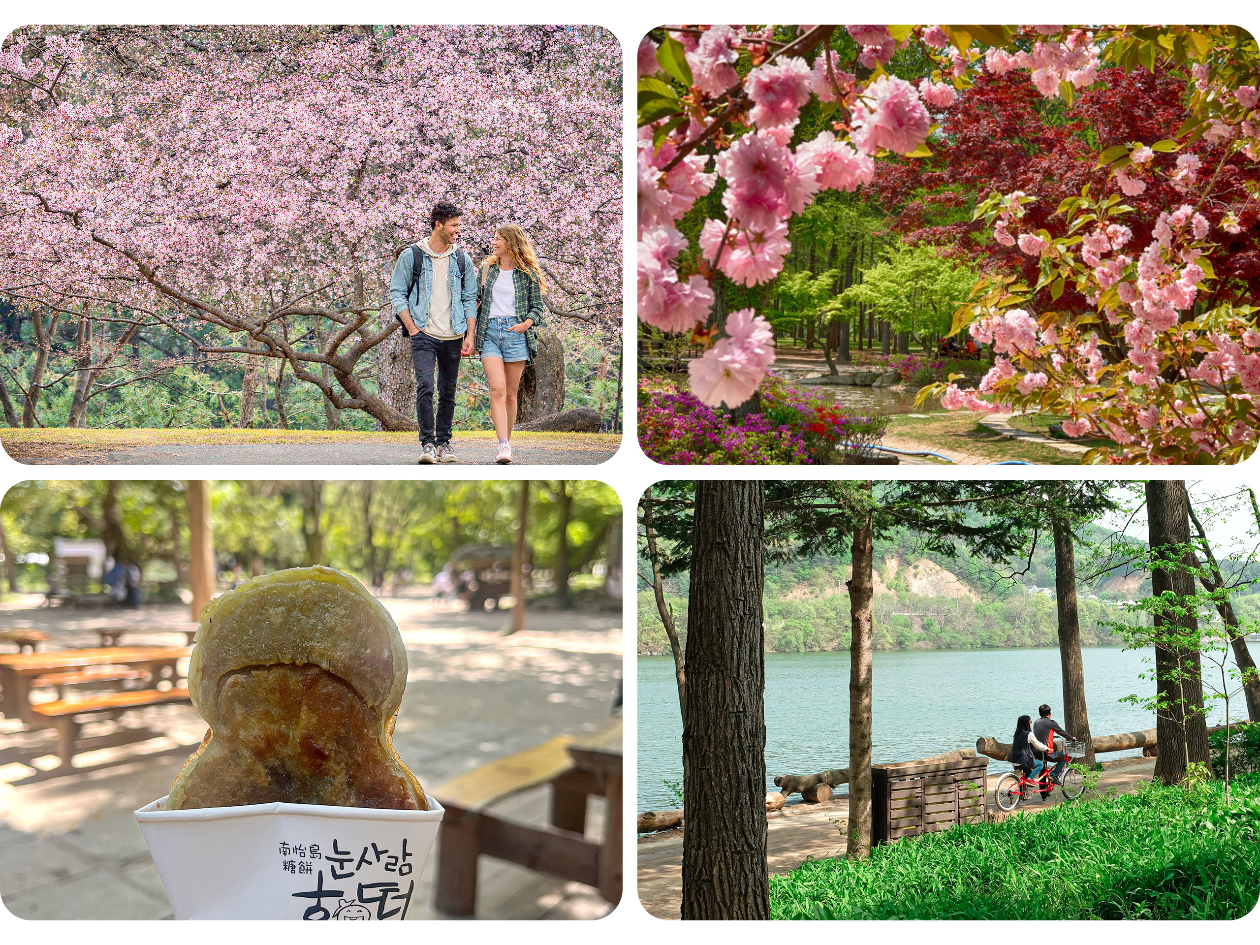 在南怡島的茶屋 Chadam 附近，欣賞盛開的壯麗帝王櫻花。租借自行車，以自己的步調探索這座島嶼，
接著，品嚐香甜的黑糖餡餅「韓式糖餅 (Hotteok)」，享受道地的美味體驗。