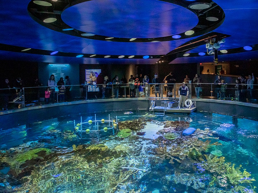 New England Aquarium Ticket