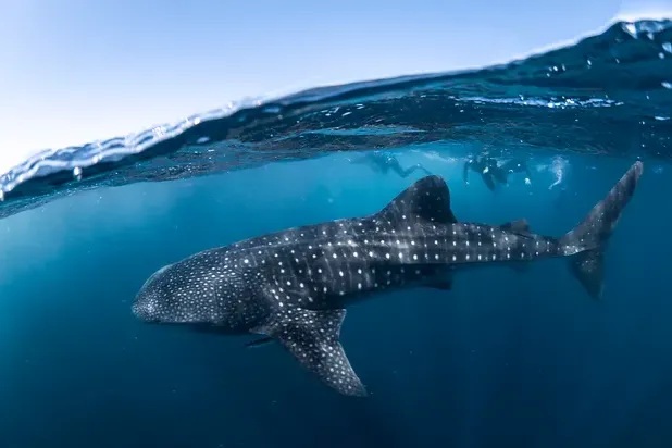 Swim with Whale Sharks at Ningaloo Reef