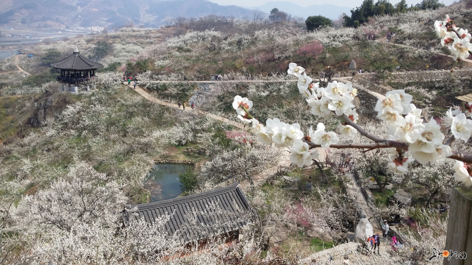 韓國光陽梅花 & 全州韓村屋之旅（首爾出發）