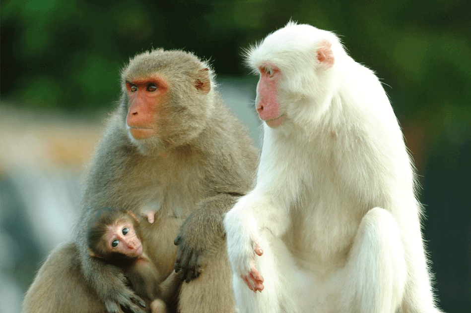 新光兆豐休閒農場門票