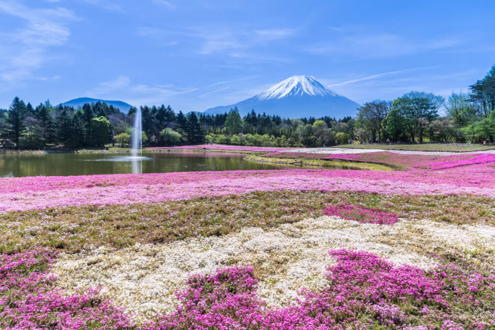 富士山壯麗美景或芝櫻節浪漫花海一日遊 （東京出發）