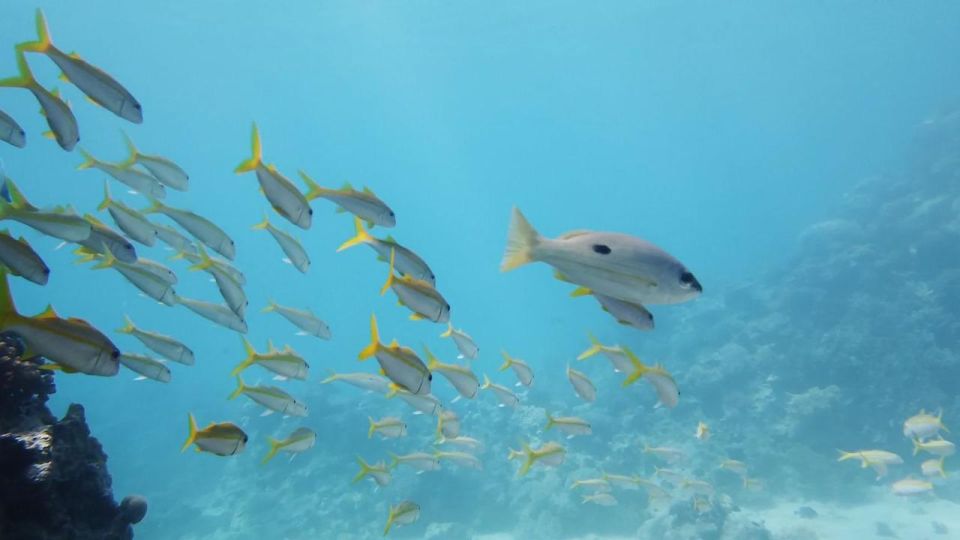 從埃爾古納出發：奧蘭治島浮潛之旅 & 風帆傘運動