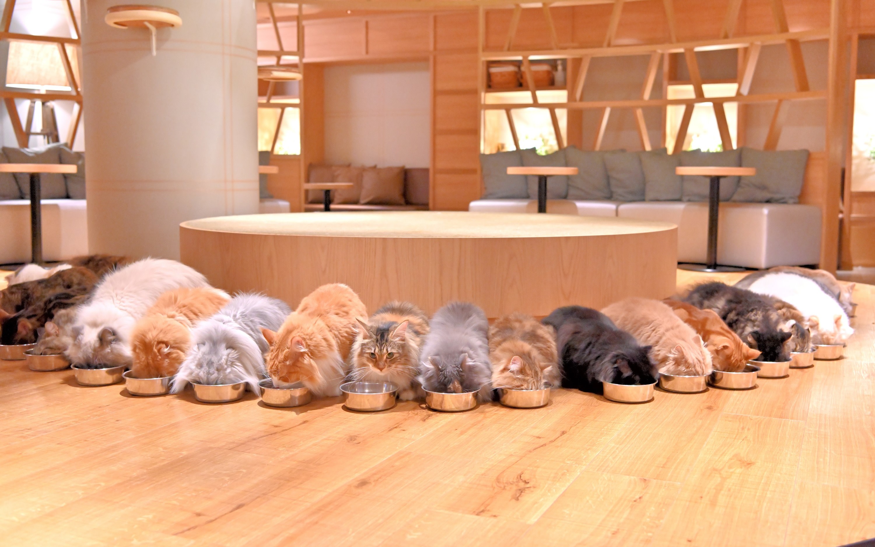 Cat Cafe MOCHA in Shinjuku