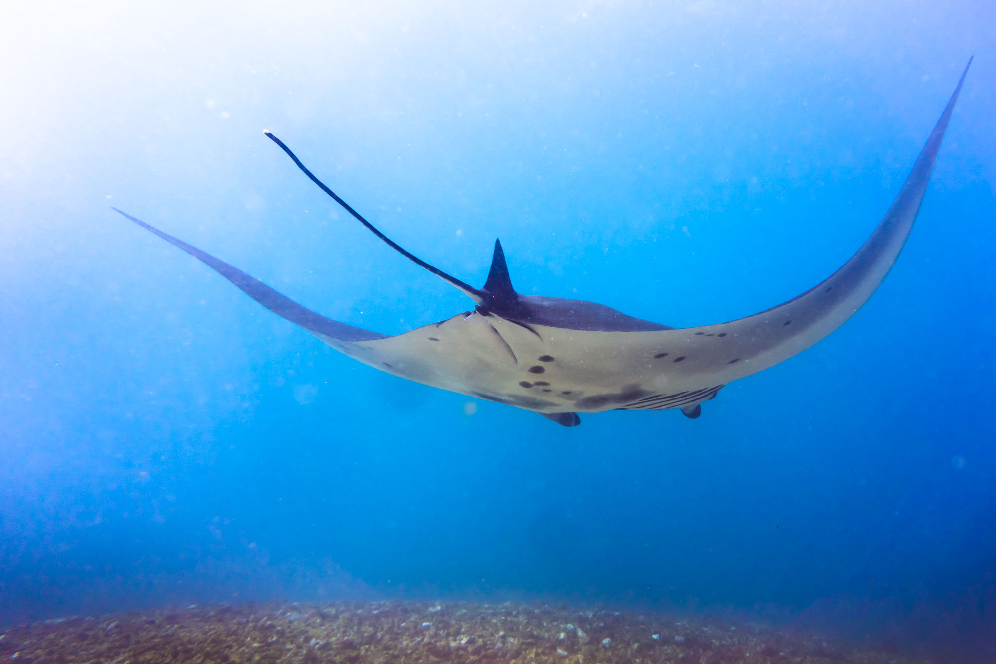 コモド島 1日ダイビングツアー（PADI 5 Star Center提供）