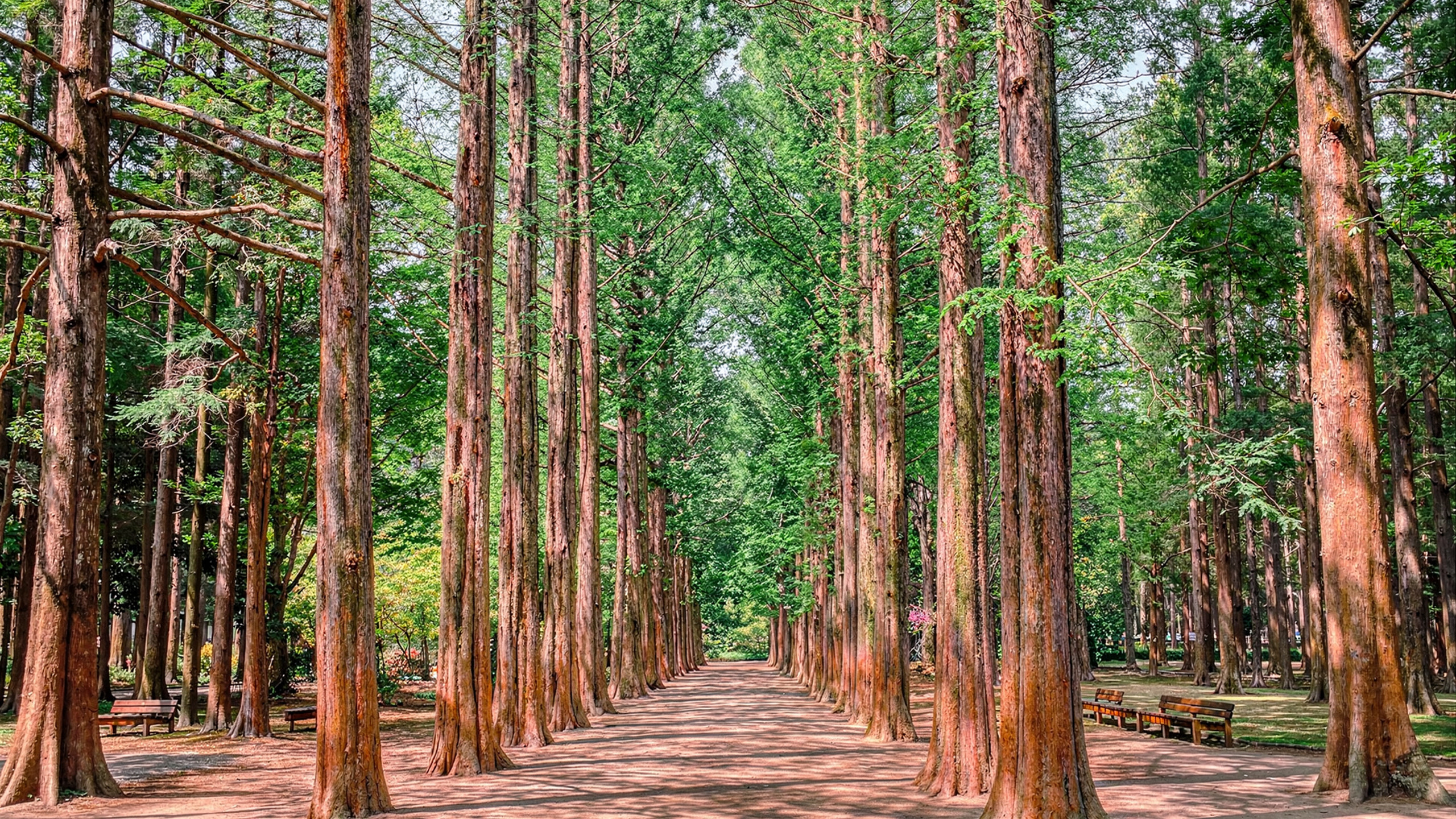 島上以綠樹成蔭的道路聞名，您可以依照自己的步調漫步，或租借自行車環島，盡情享受這座美麗島嶼。