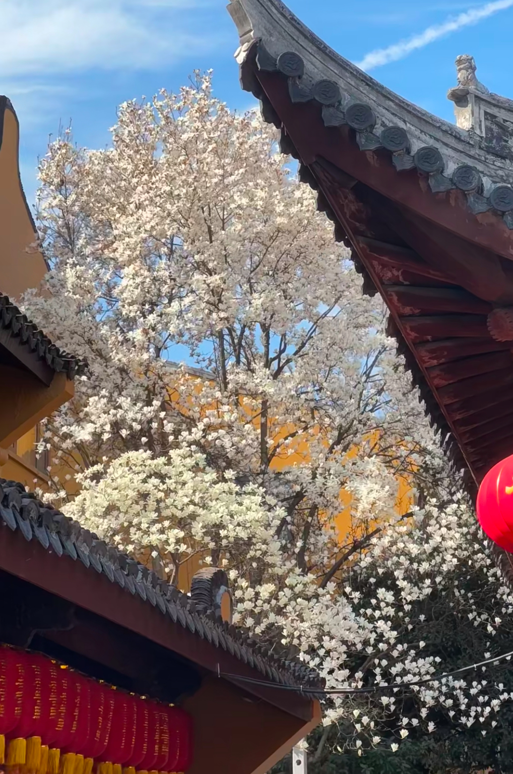 龍華寺的白玉蘭是這個春季最美的特徵