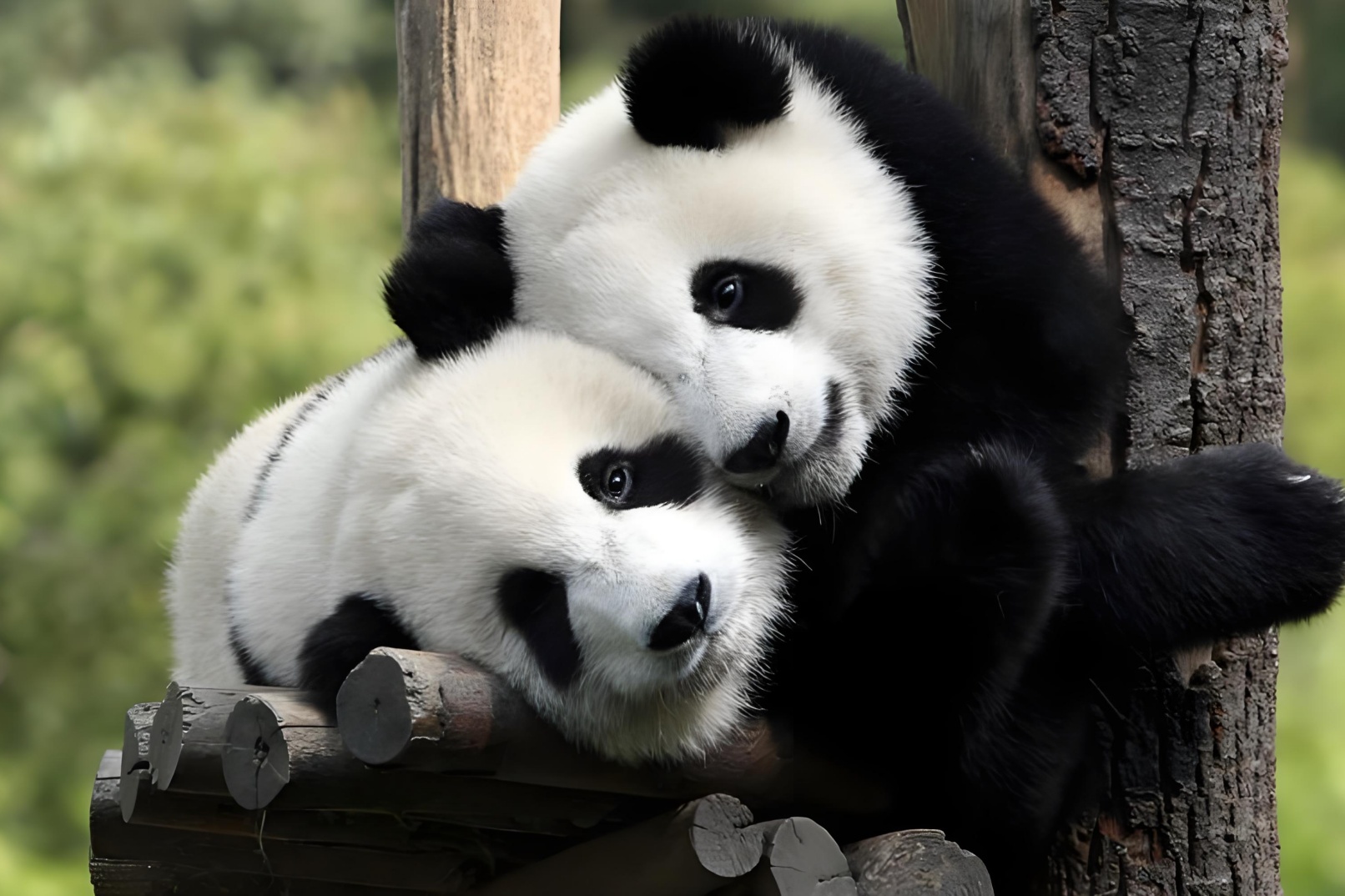 Tour the capital, watch Peking opera, eat roast duck, see giant pandas, and taste special food attractions