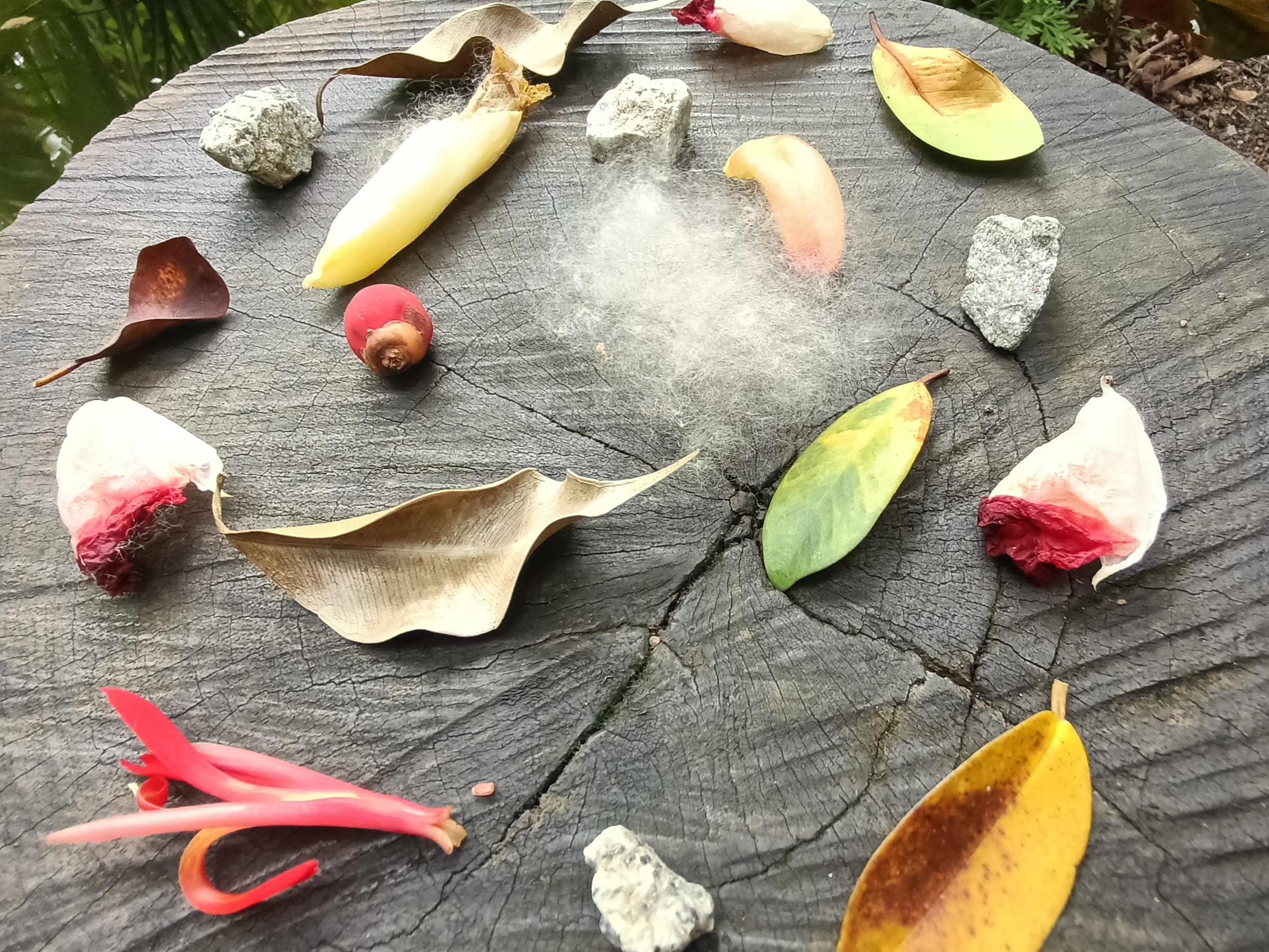 Mini Forest Bathing + Sound Bathing: Plant Music