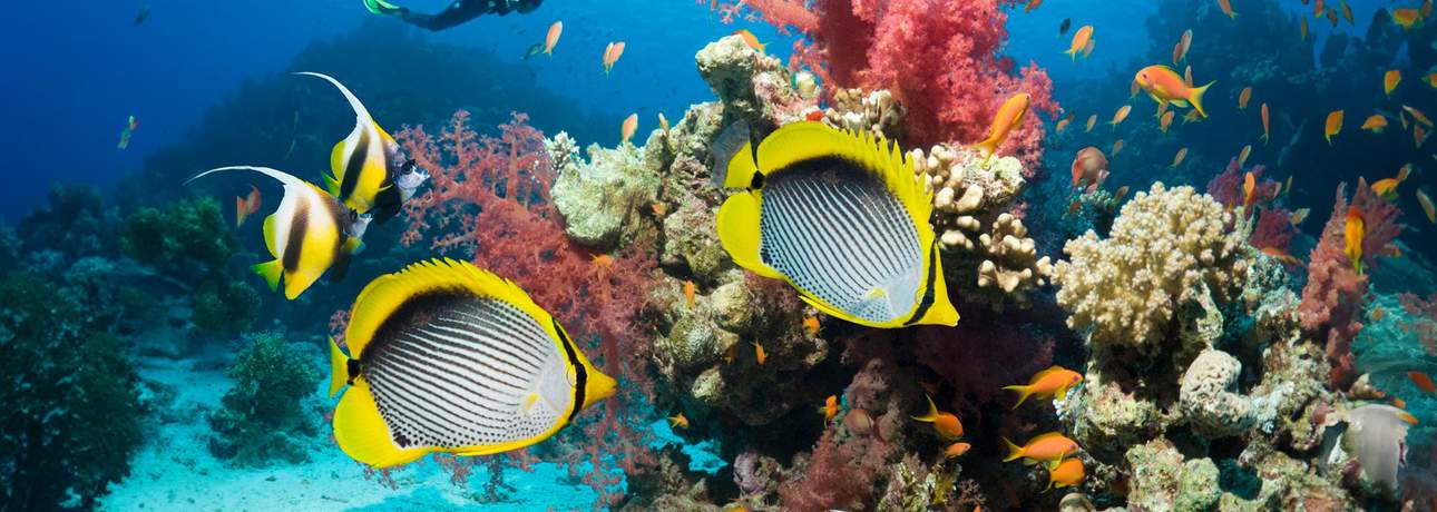 Scuba Diving Experience in Jeddah