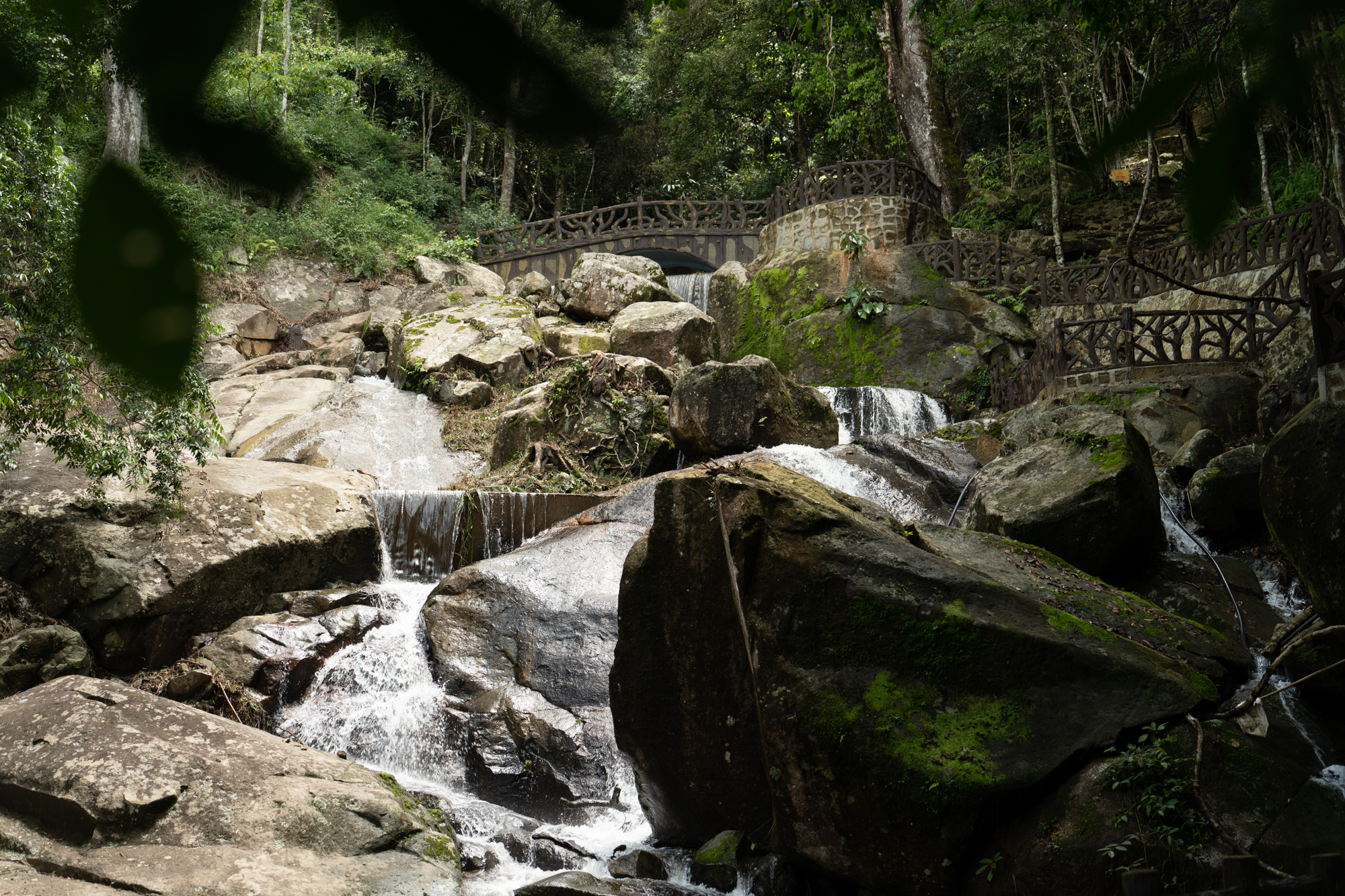 Dalat Elephant Mountain Pine Forest Ticket 