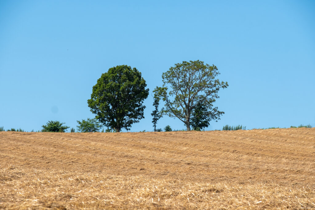 車窗觀光即可欣賞，不錯過任何美景。