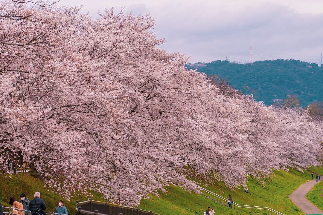 Sakura season limited! Nara Park Uji Sakura day tour (from Osaka)