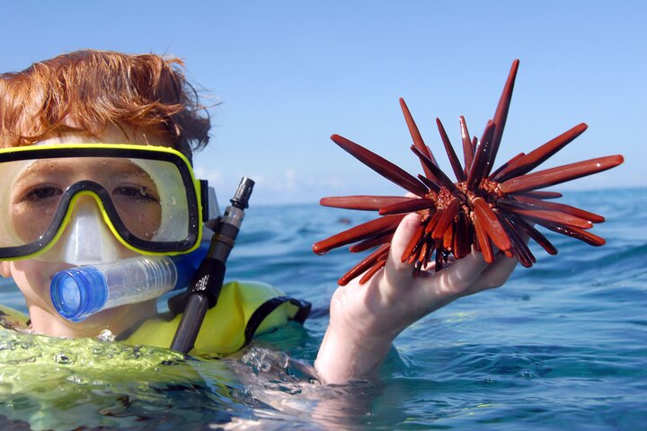 科奧利納日落浮潛巡遊與海豚觀賞