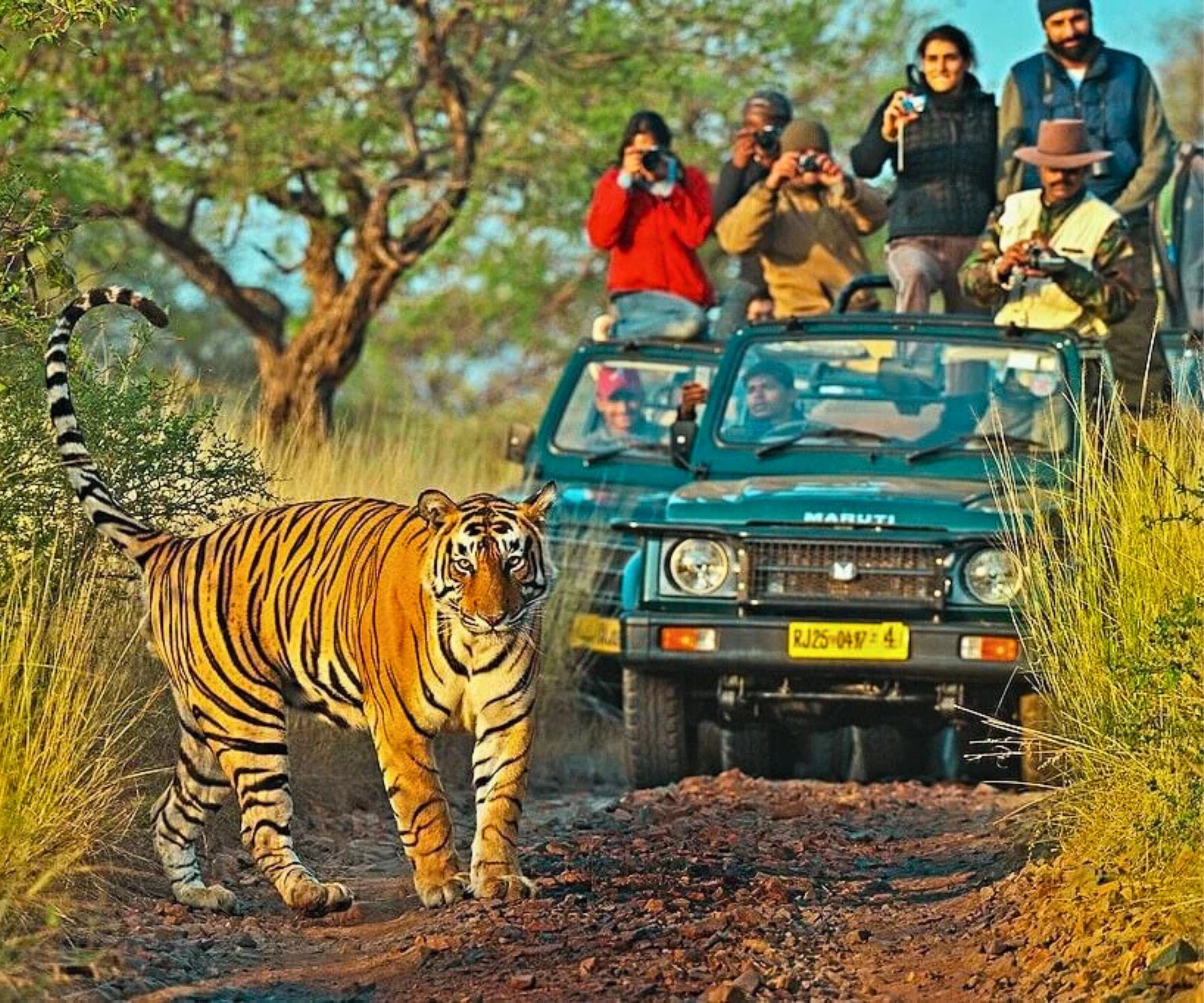 From Delhi: Golden Triangle Tour with Tiger Safari with Options