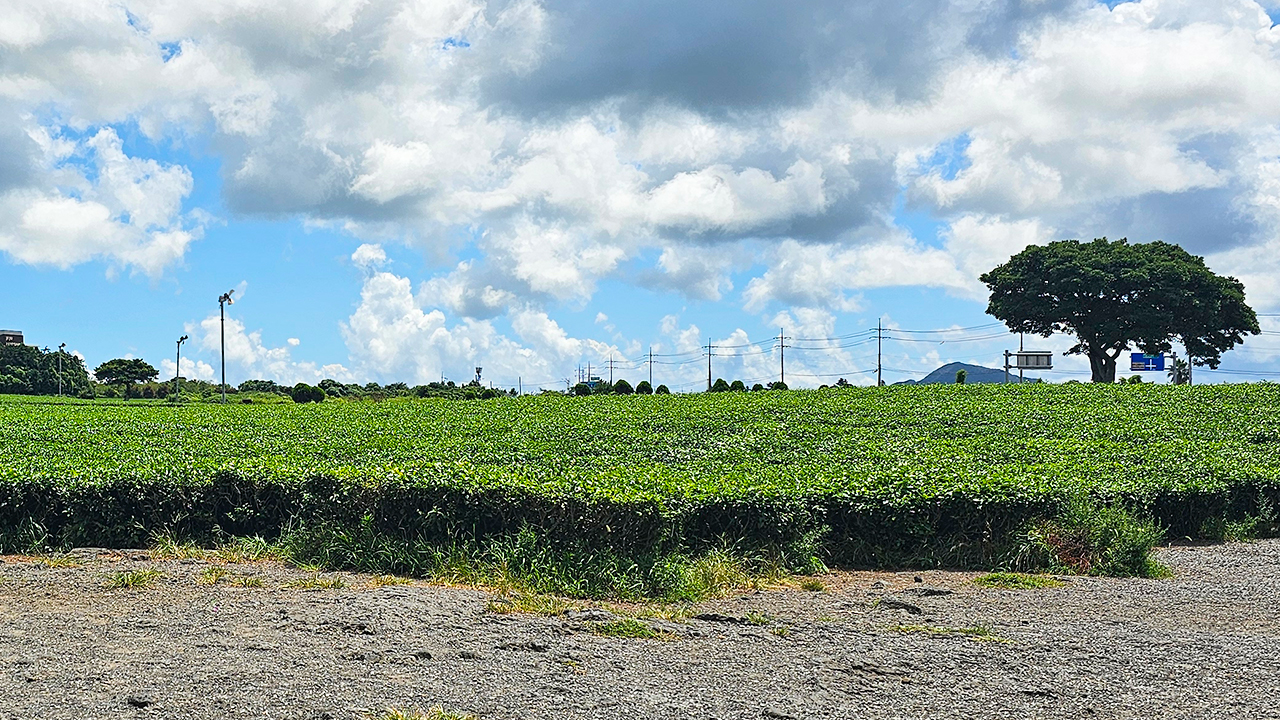 陽光灑落翠綠茶田,深呼吸,感受濟州茶的清新芬芳。 陽光灑落翠綠茶田,深呼吸,感受濟州茶的清新芬芳。