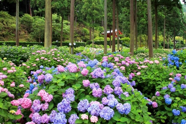 Mimurotoji Temple and Byodo-in Half Day Tour from Kyoto