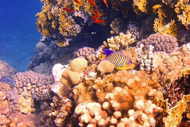 蒂朗島私人快艇之旅（沙姆沙伊赫出發）