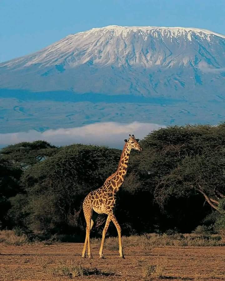 探索安博塞利：邂逅象群與標誌性景觀的Safari之旅