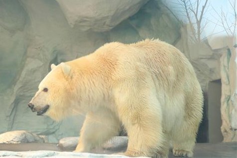 杭州長喬極地海洋公園（中國大陸身份證持有者限定）