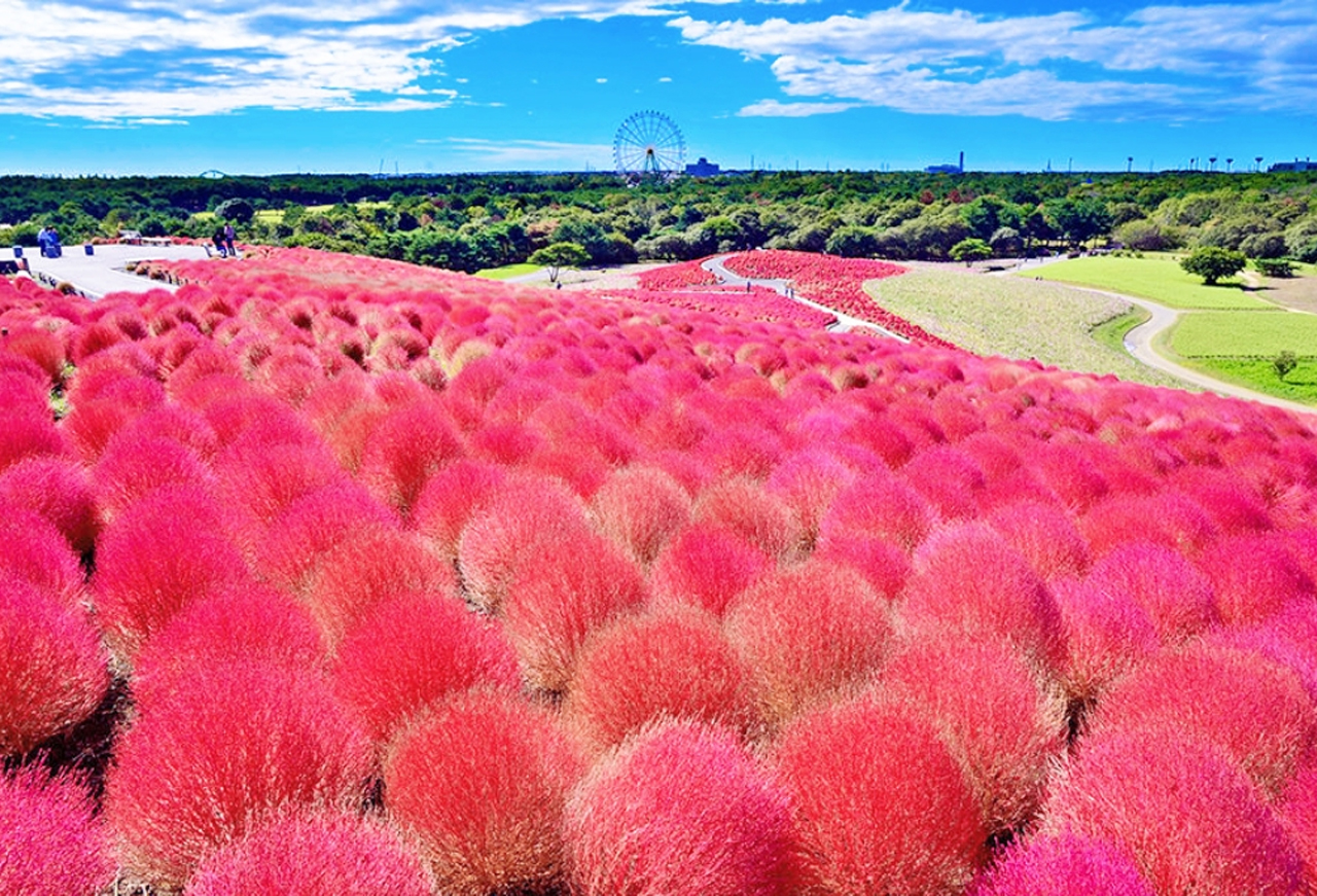 [Ibaraki Flower Sea and Food Perfect Encounter Day Tour] Oarai Isosaki Shrine, Nakaminato Seafood Market, Hitachi Seaside Park | Depart from Tokyo