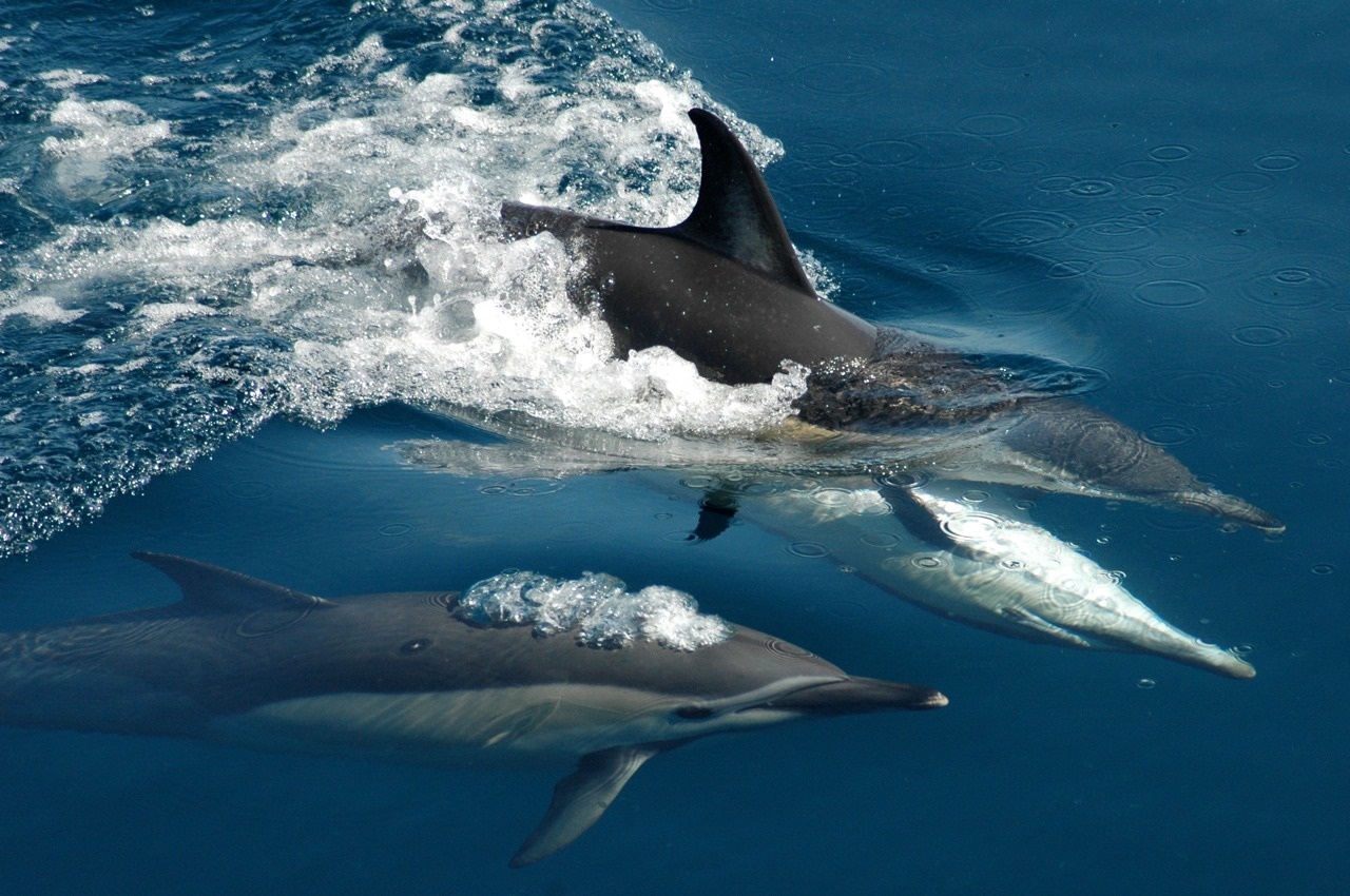 Tikapa Moana Whales, Dolphins and Island Cruise in Auckland