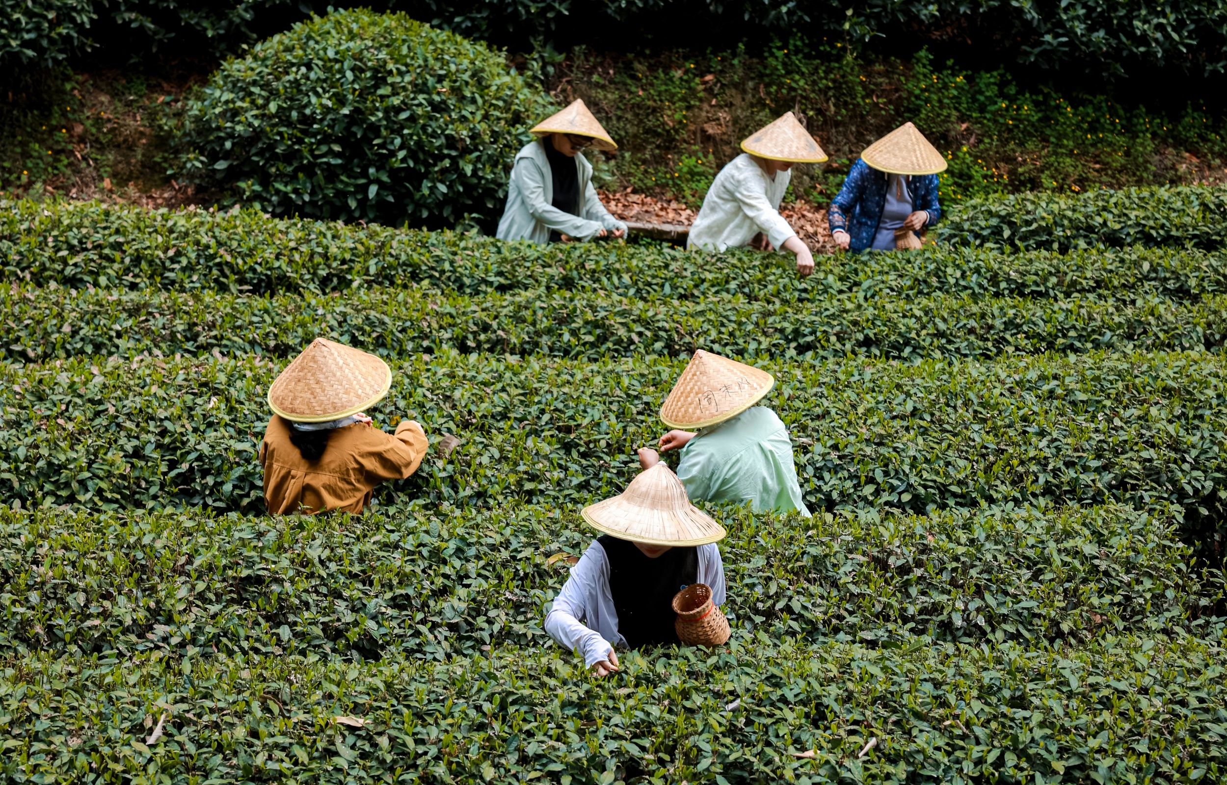 春季採茶體驗 春季採茶體驗