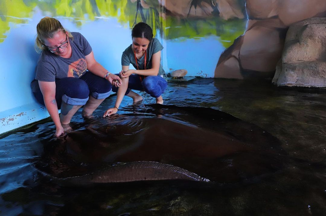 Whipray Encounter Experience in Darwin