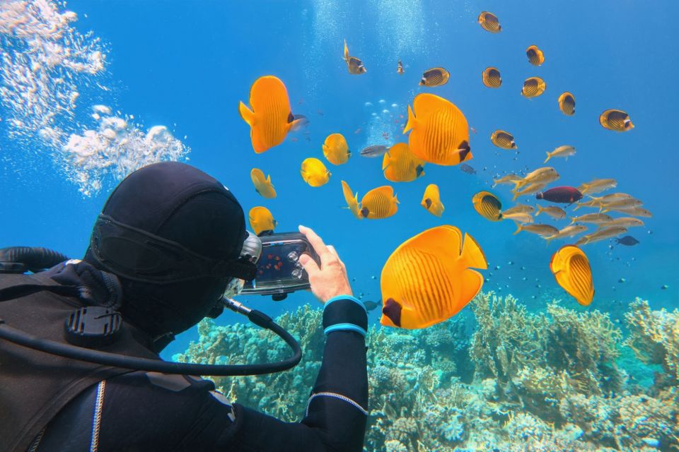 赫爾格達：潛水入門 & 浮潛之旅含午餐