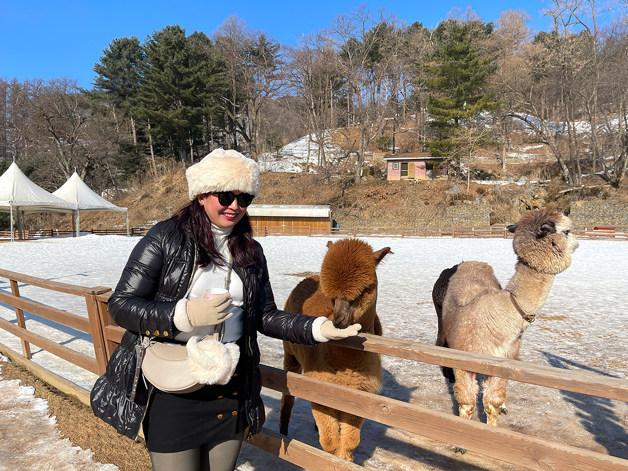 在白雪皚皚的夢幻世界中，親手餵食並撫摸這些可愛的小動物。
