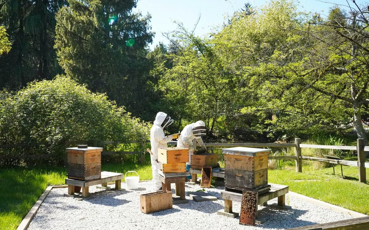 體驗養蜂人悉心照料蜜蜂的嗡嗡聲與重要工作