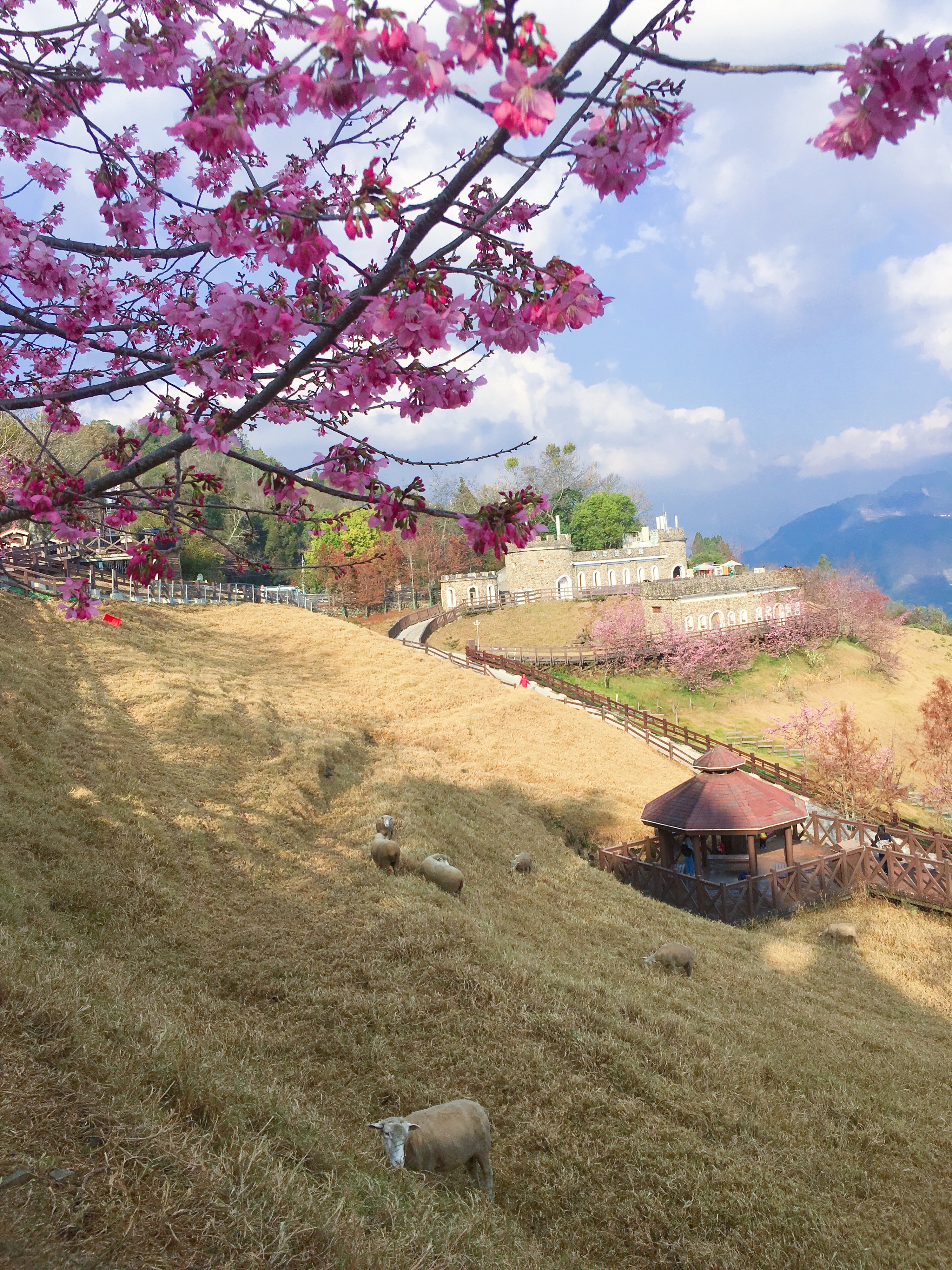 Nantou | Sun Moon Lake & Cingjing Farm One Day Tour | Departing from Taichung