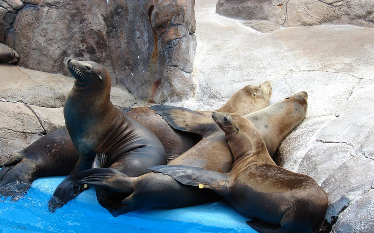 在聖安東尼奧海洋世界,探索奇妙的海底世界、活潑可愛的企鵝,以及驚險刺激的鯊魚邂逅! 在聖安東尼奧海洋世界,探索奇妙的海底世界、活潑可愛的企鵝,以及驚險刺激的鯊魚邂逅!