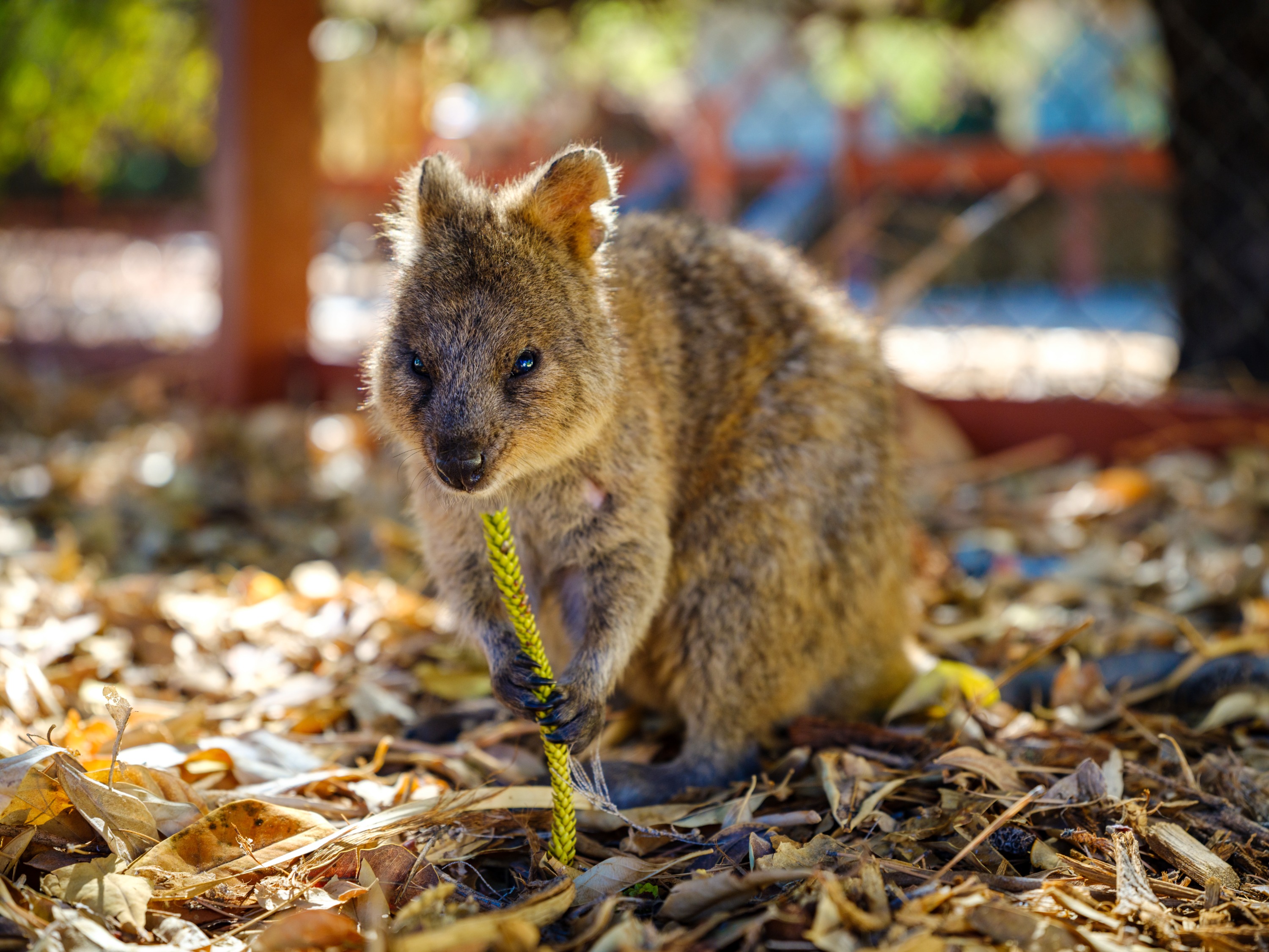 Perth, Fremantle, Rottnest Island & Swan River Tour