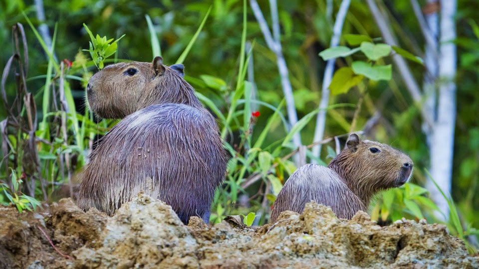 Manu Biosphere Reserve and Macaw Clay Lick 8 Days