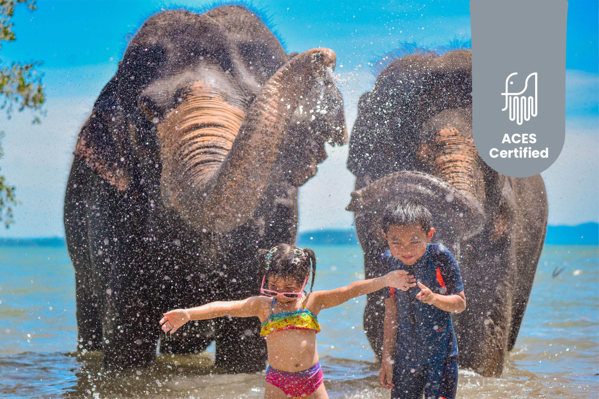Опыт общения с слонами на пляже Пхукета от лагеря Lily Elephant Camp