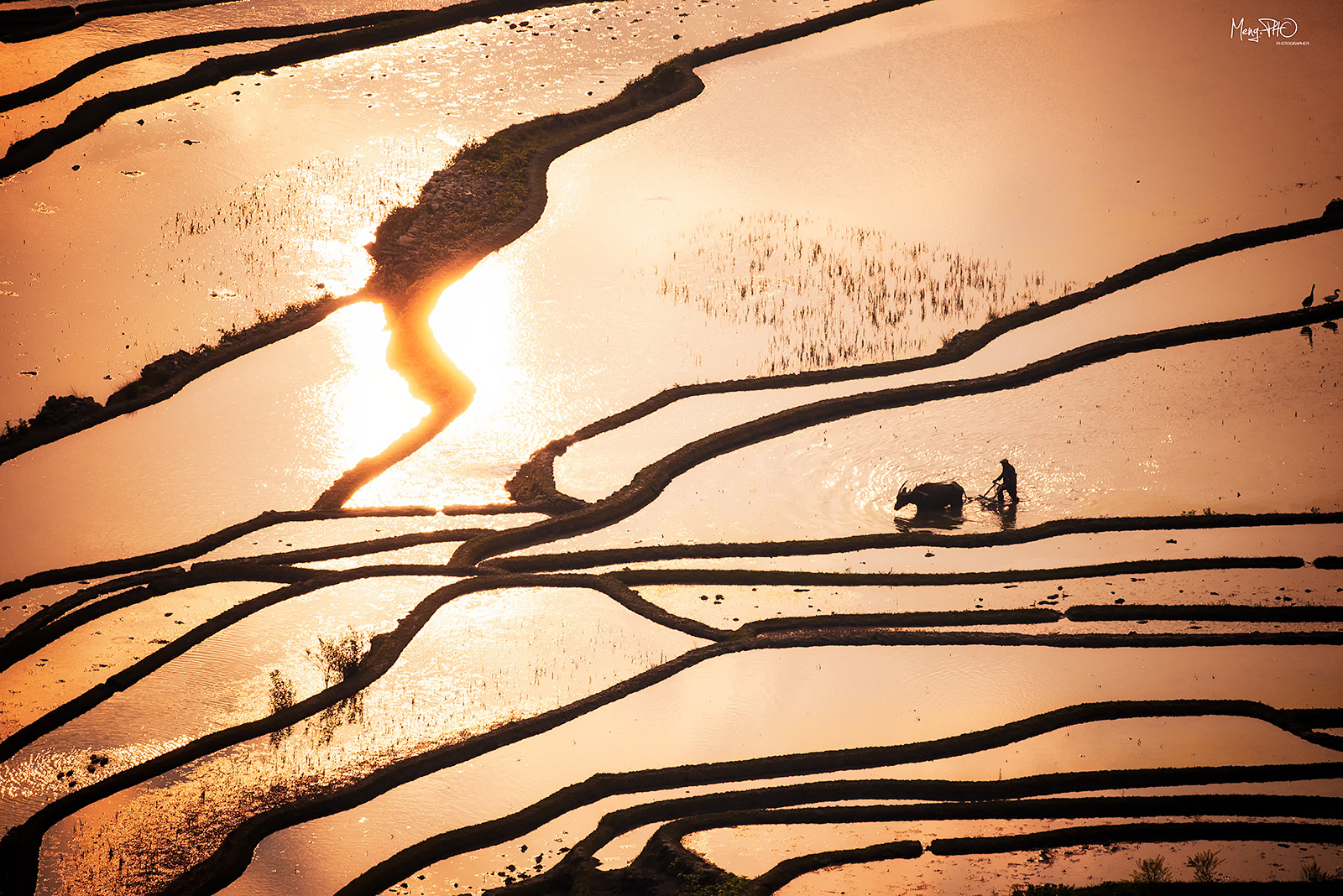 元陽梯田景區分散，每個點都有其獨特的魅力。

多依樹景區 - 日出聖地：這裡是觀賞日出的首選之地。當晨光刺破雲霧，灑在層層梯田上，整個山谷會變成流動的黃金。建議提前至少一小時抵達觀景臺搶佔機位。

壩達景區 - 日落之王：壩達以其遼闊的視野成為欣賞日落的最佳地點。近萬畝的梯田在晚霞的映照下，如同千龍鱗片，氣勢磅礴。

愛春梯田 - 魔幻藍梯田：在多依樹附近的愛春梯田，在晴天上午9-10點，由於天空的完美倒映，梯田會呈現出夢幻般的湛藍色，宛如巨型藍寶石。

阿者村 - 人文秘境：這裡可以近距離感受哈尼族的傳
