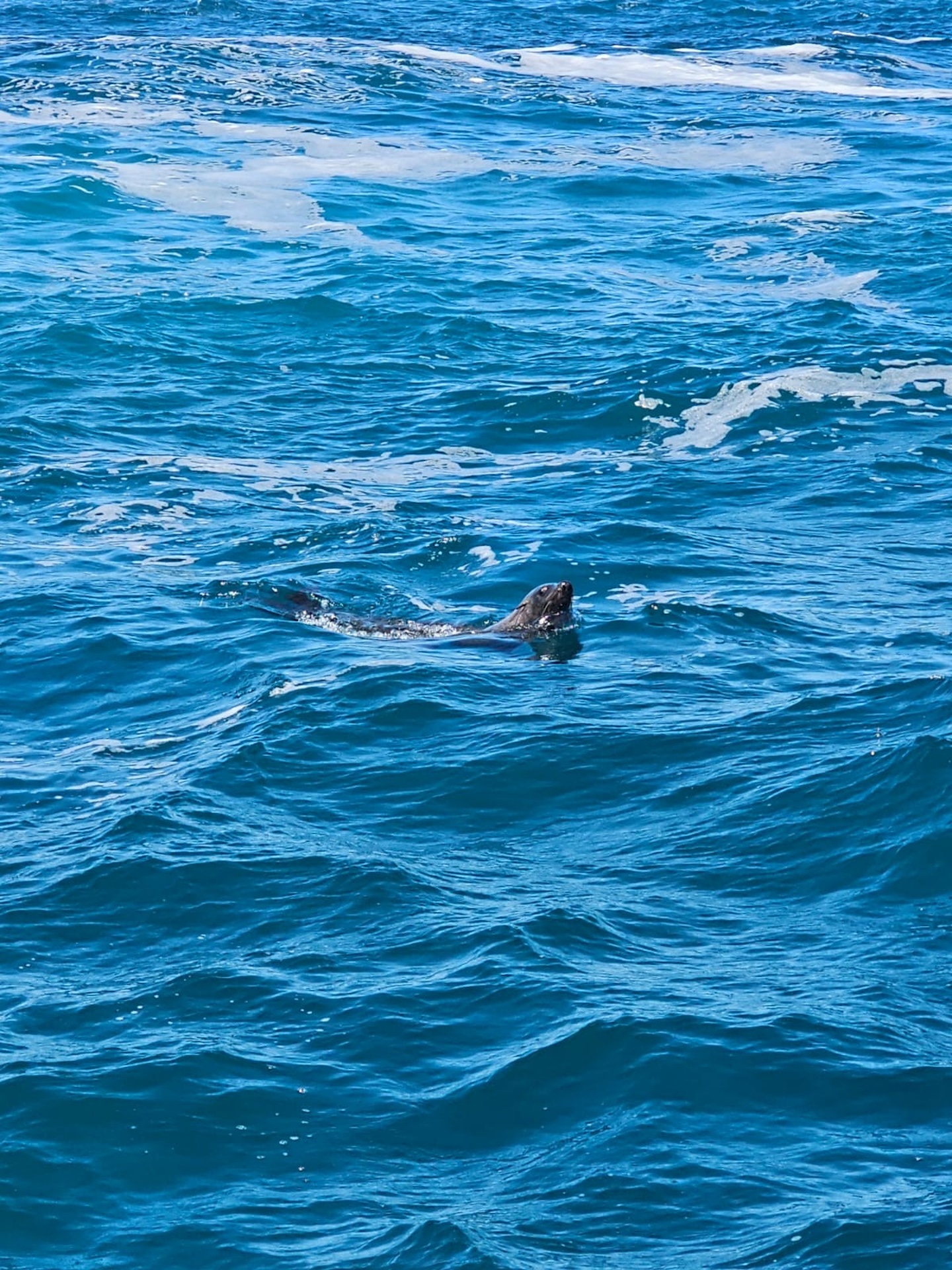 Phillip Island Wildlife Cruise and Penguins Tour from Melbourne