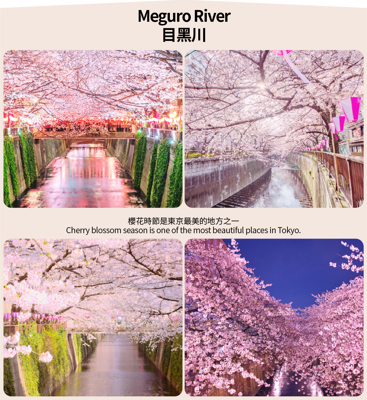 【櫻花季限定含午餐賞櫻探秘】上野恩賜公園&千鳥淵&目黑川夜櫻賞櫻一日遊（東京出發）