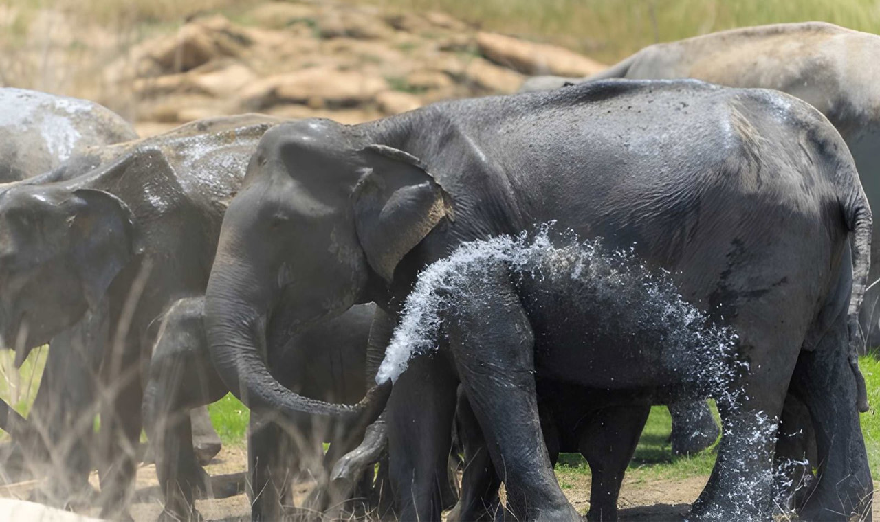 Gal Oya milliy bog‘ida shaxsiy safari