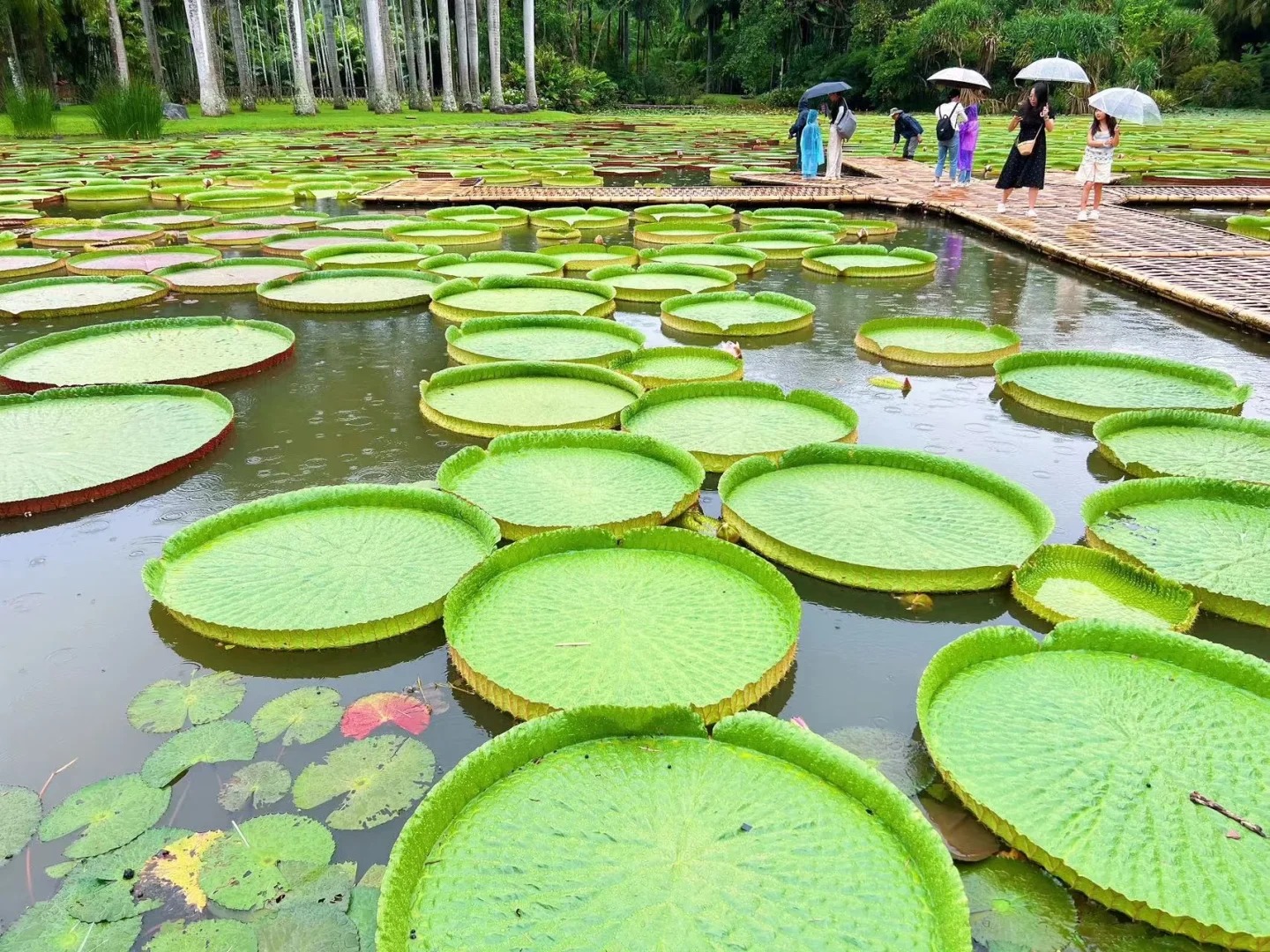 雲南西雙版納熱帶雨林中科院植物園傣族園一日遊（自然奇觀 潑水狂歡  邂逅靈動民族之美）
