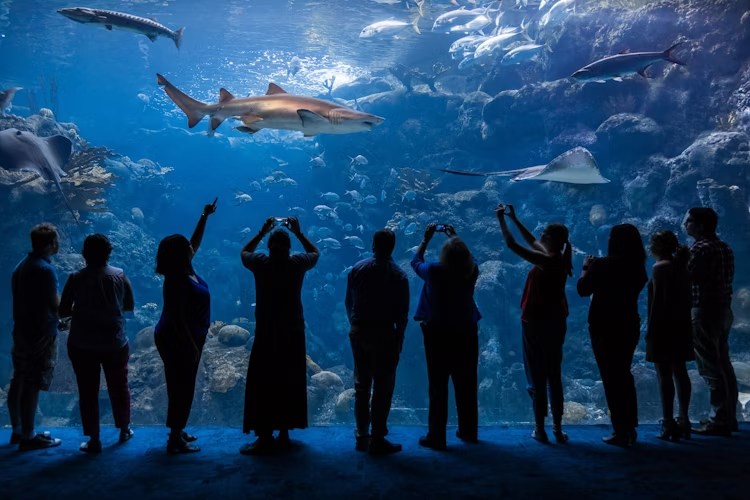 佛羅里達水族館免排隊門票