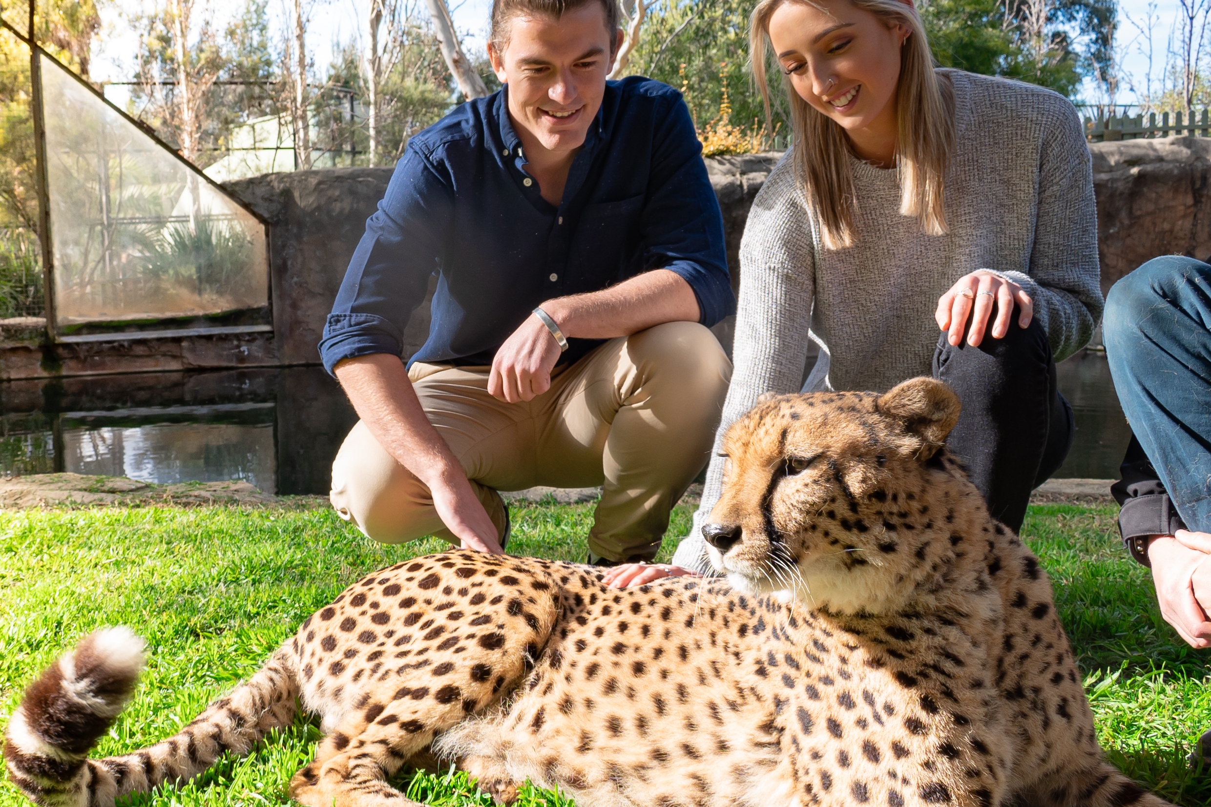 坎培拉國家動物園＆水族館親近獵豹體驗