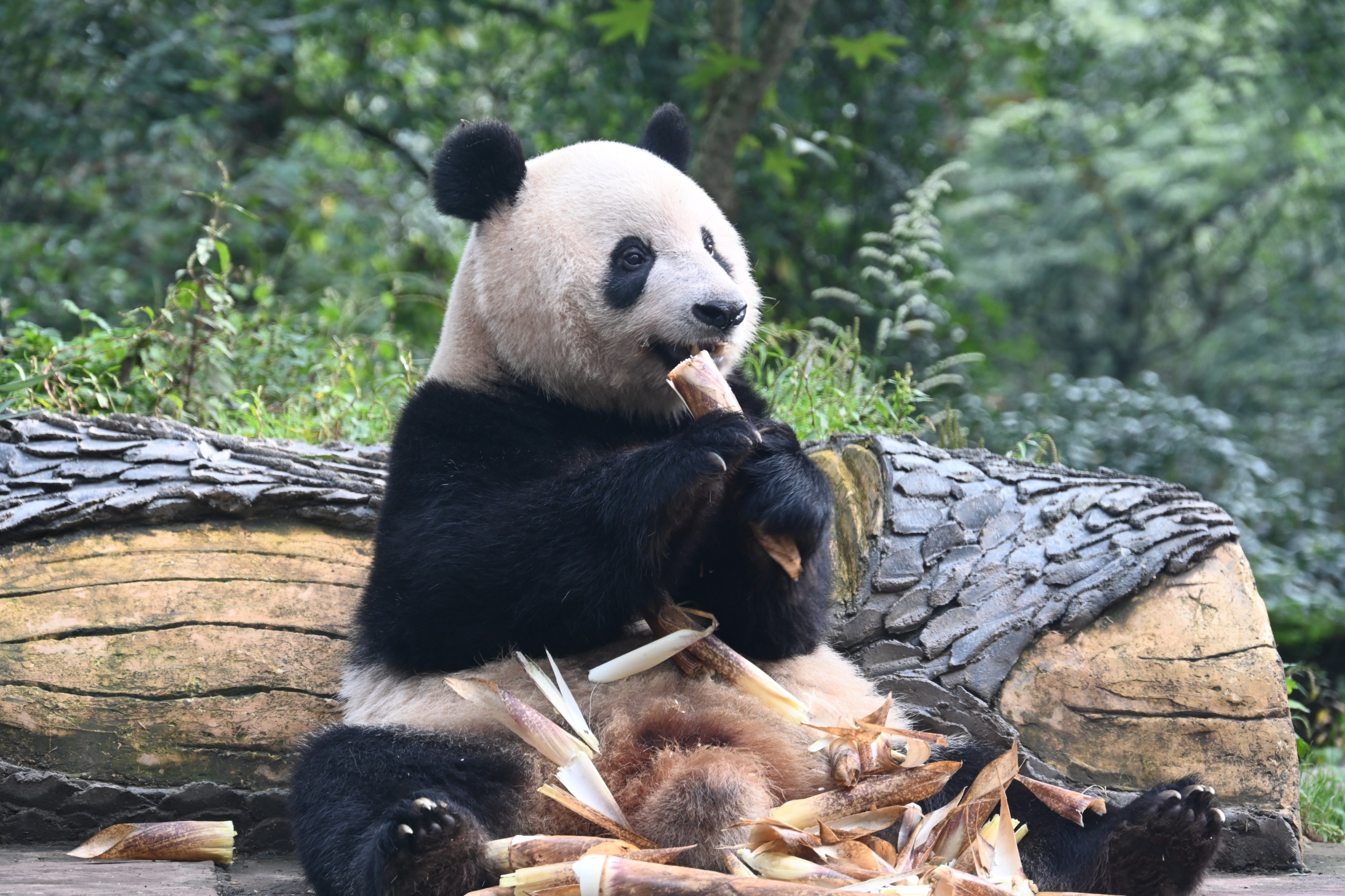 Private Tour of Chengdu Bifengxia Giant Panda Base