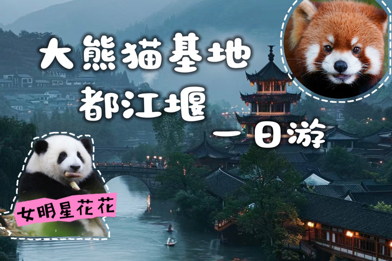四川省成都大熊貓繁育研究基地 都江堰一日遊（“頂流女明星“熊貓花花+都江堰藍眼淚打卡+探尋水利工程）