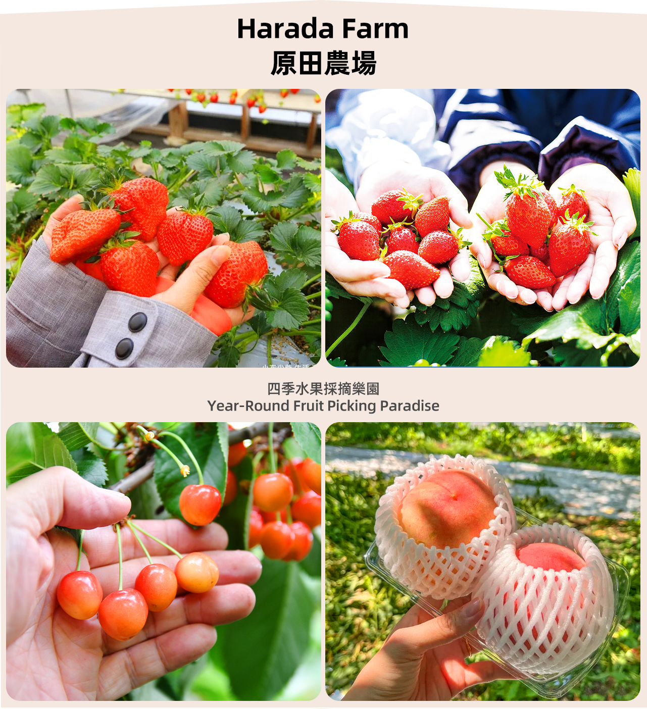 【群馬田園樂遊】吹割瀑布&原田農場水果採摘&薰衣草花海/滑雪/伊香保溫泉一日遊（東京出發）